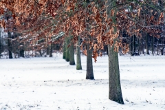 Schnee in Köln Vogelsang 2019 • Foto: NINA SIMONE PLUM