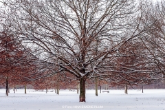 Schnee in Köln Vogelsang 2019 • Foto: NINA SIMONE PLUM