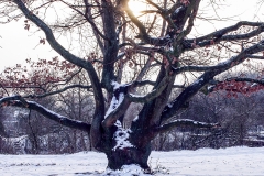 Schnee in Köln Vogelsang 2019 • Foto: NINA SIMONE PLUM