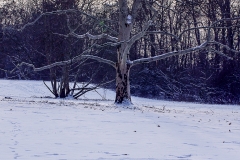 Schnee in Köln Vogelsang 2019 • Foto: NINA SIMONE PLUM