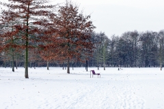 Schnee in Köln Vogelsang 2019 • Foto: NINA SIMONE PLUM
